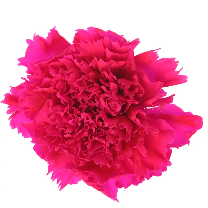 Preserved flower carnation flower head DIY material 4-5cm 8 pcs