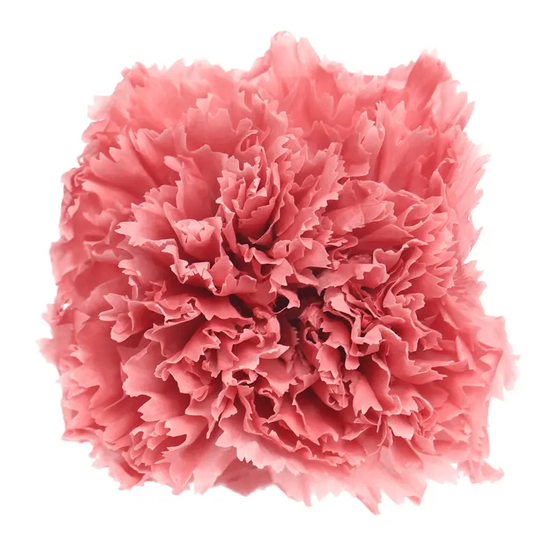 Preserved flower carnation flower head DIY material 4-5cm 8 pcs
