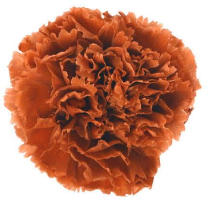 Preserved flower carnation flower head DIY material 4-5cm 8 pcs