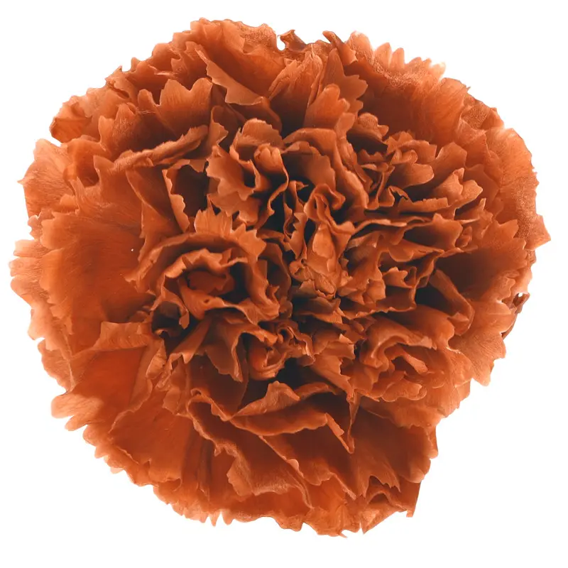 Preserved flower carnation flower head DIY material 4-5cm 8 pcs