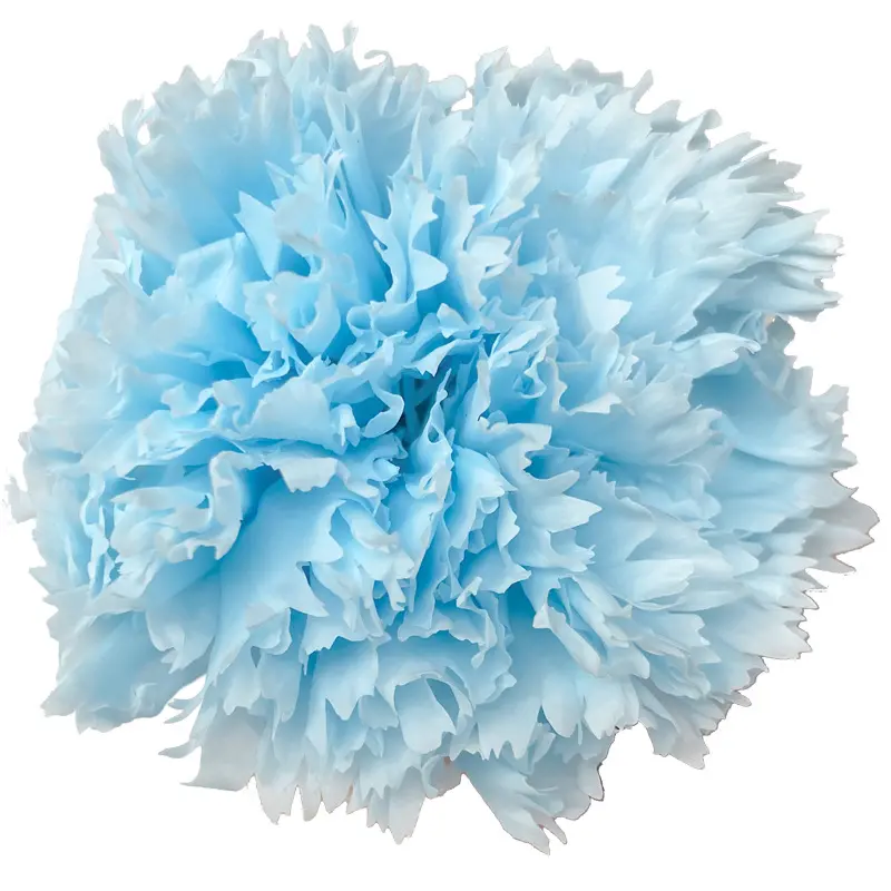 Preserved flower carnation flower head DIY material 4-5cm 8 pcs