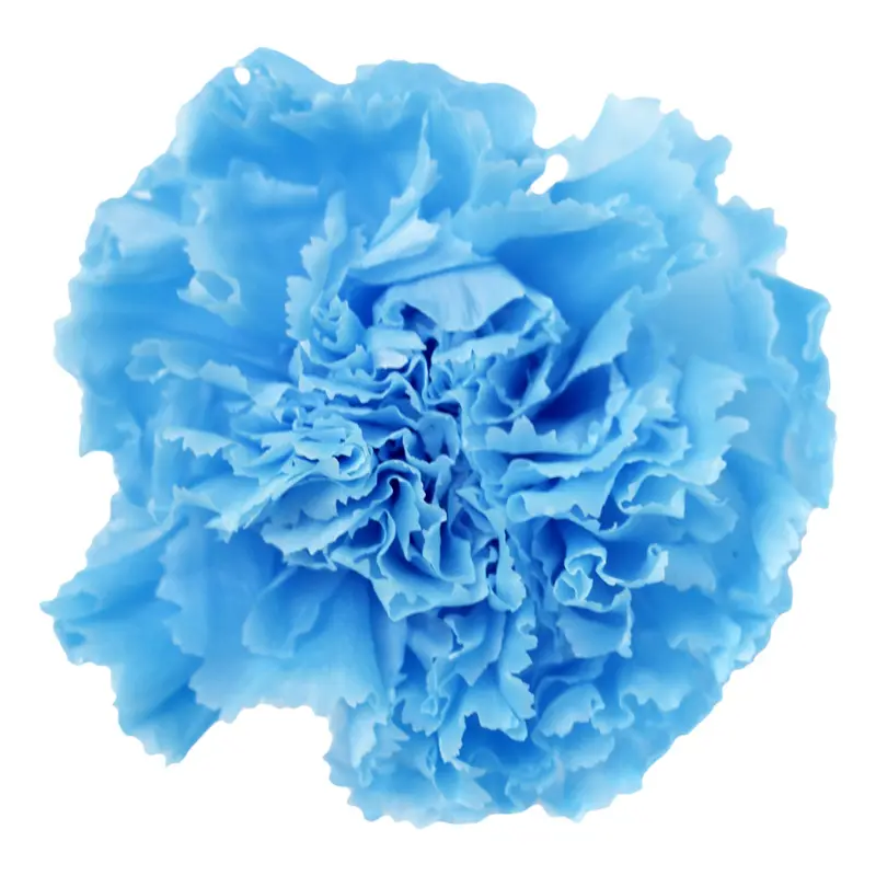 Preserved flower carnation flower head DIY material 4-5cm 8 pcs