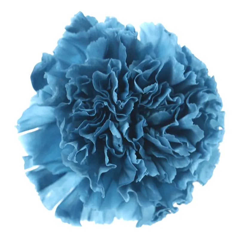 Preserved flower carnation flower head DIY material 4-5cm 8 pcs