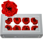 Preserved Flower A Grade Austin Rose Head 5-6cm 8pcs DIY material