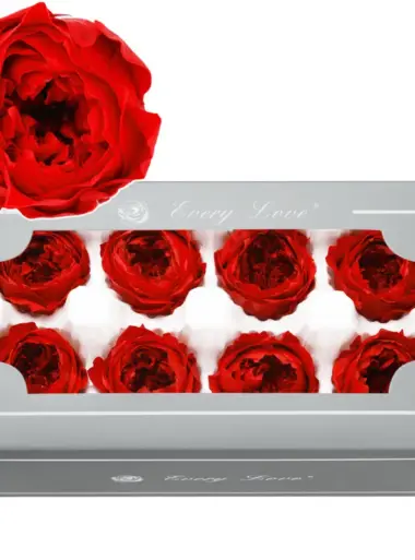 Preserved Flower A Grade Austin Rose Head 5-6cm 8pcs DIY material