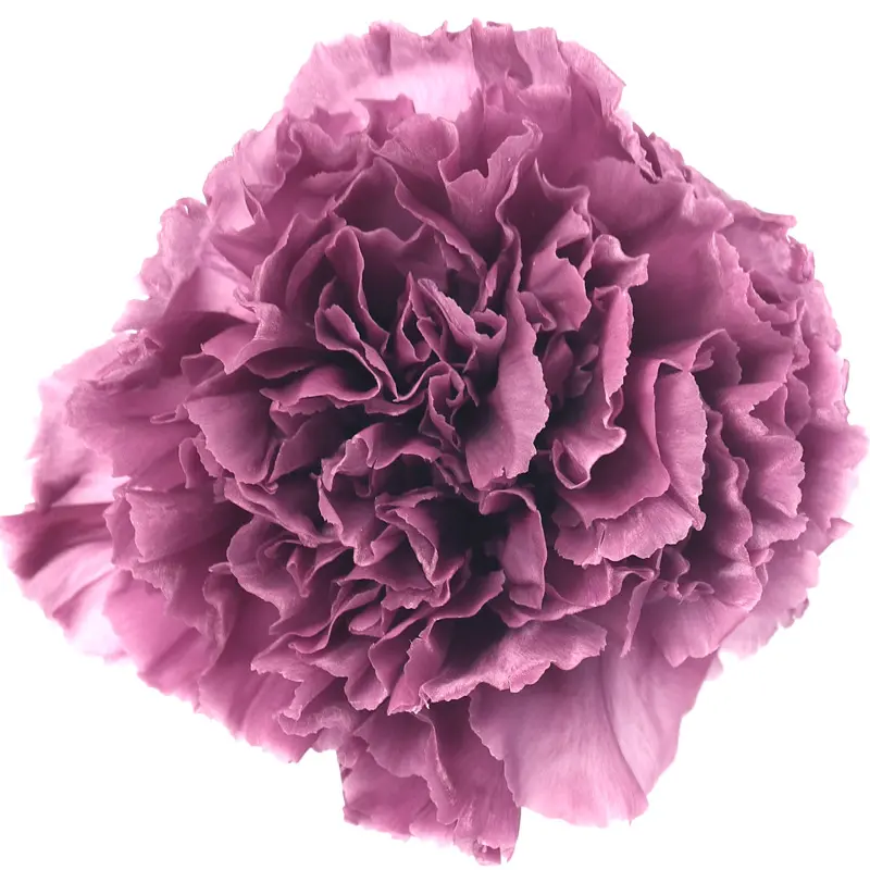Preserved flower carnation flower head DIY material 4-5cm 8 pcs