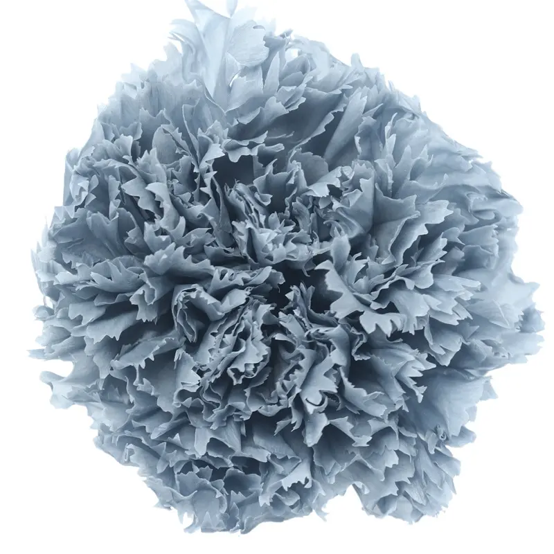 Preserved flower carnation flower head DIY material 4-5cm 8 pcs