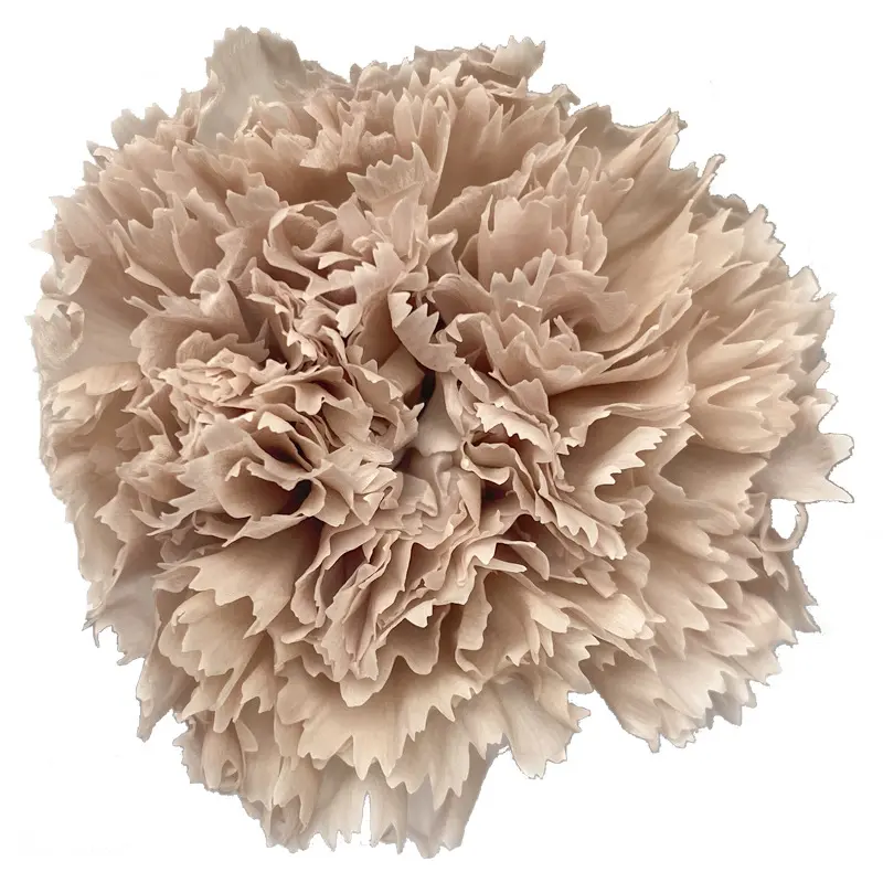 Preserved flower carnation flower head DIY material 4-5cm 8 pcs