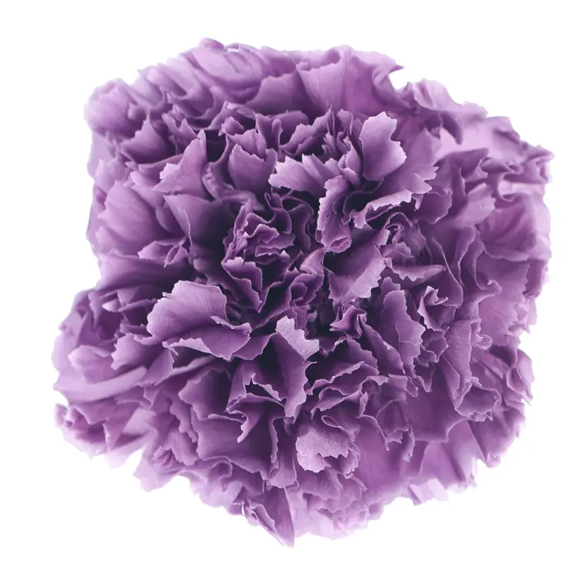 Preserved flower carnation flower head DIY material 4-5cm 8 pcs