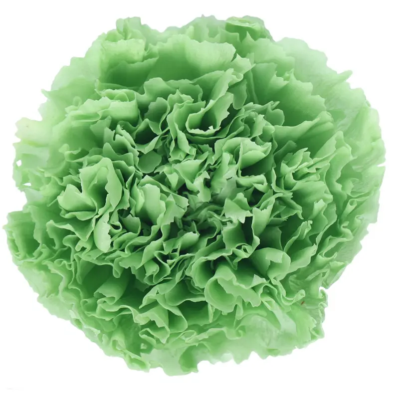 Preserved flower carnation flower head DIY material 4-5cm 8 pcs