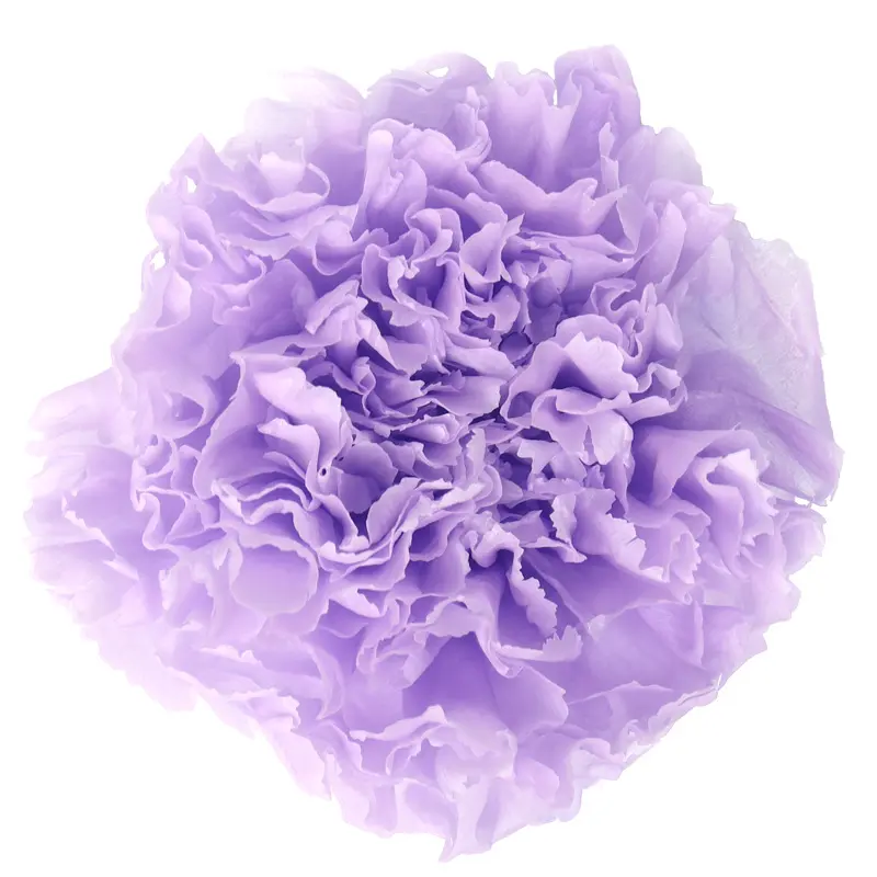 Preserved flower carnation flower head DIY material 4-5cm 8 pcs