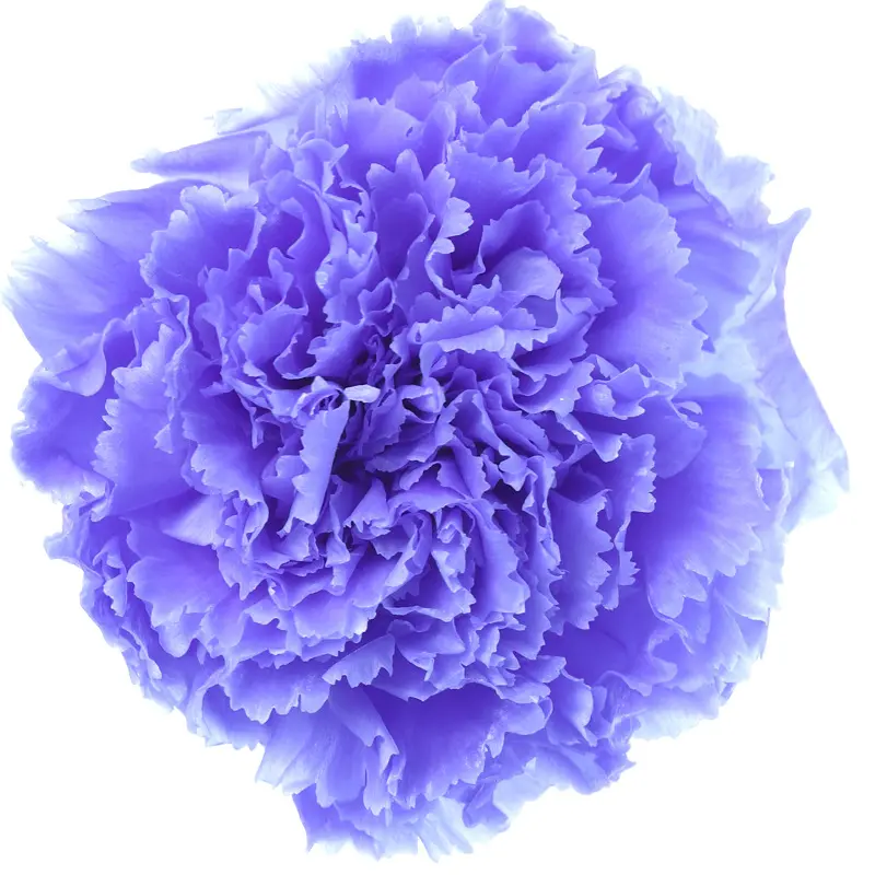 Preserved flower carnation flower head DIY material 4-5cm 8 pcs