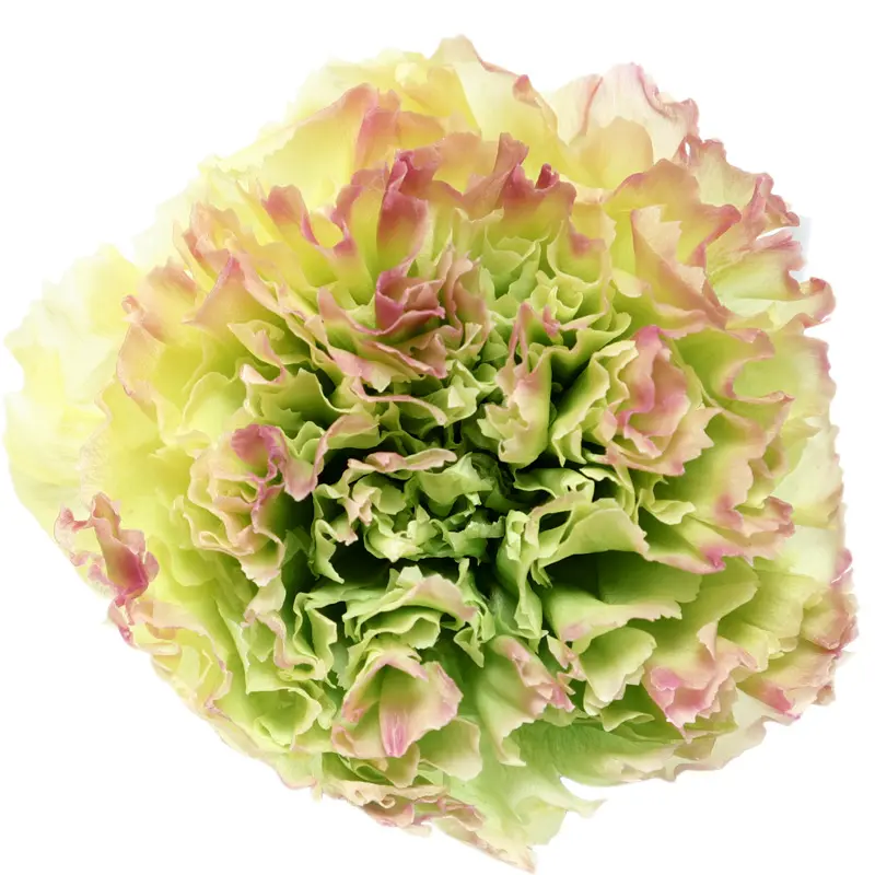 Preserved flower carnation flower head DIY material 4-5cm 8 pcs