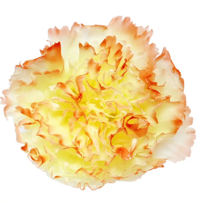 Preserved flower carnation flower head DIY material 4-5cm 8 pcs