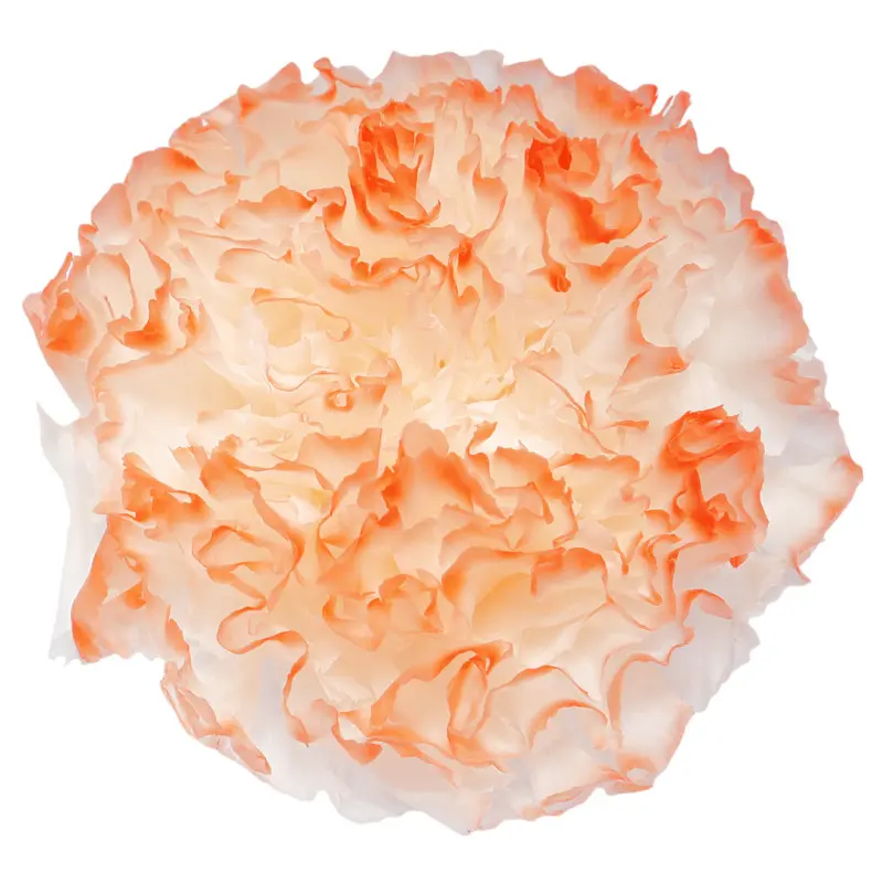 Preserved flower carnation flower head DIY material 4-5cm 8 pcs