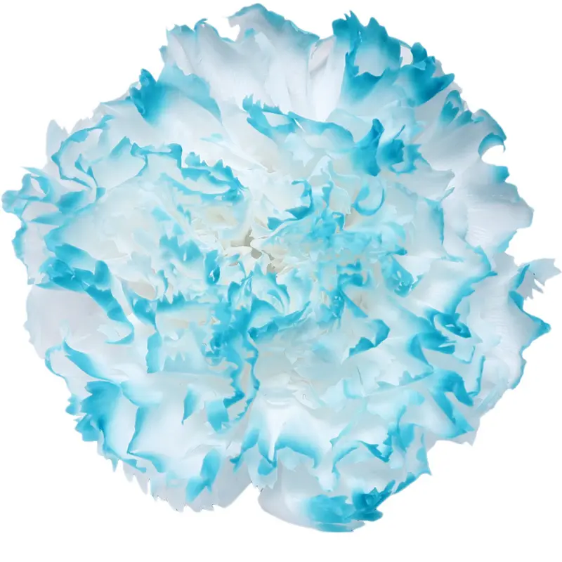 Preserved flower carnation flower head DIY material 4-5cm 8 pcs