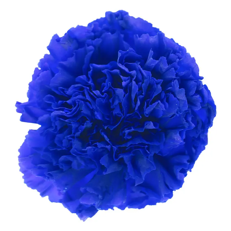 Preserved flower carnation flower head DIY material 4-5cm 8 pcs