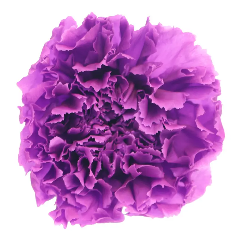 Preserved flower carnation flower head DIY material 4-5cm 8 pcs