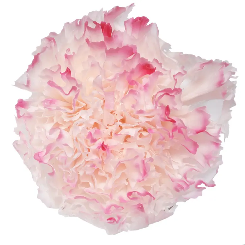 Preserved flower carnation flower head DIY material 4-5cm 8 pcs