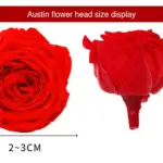Preserved Flower DIY material A Grade Austin Rose Head 2-3cm 21pcs