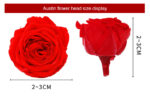 Preserved Flower DIY material A Grade Austin Rose Head 2-3cm 21pcs