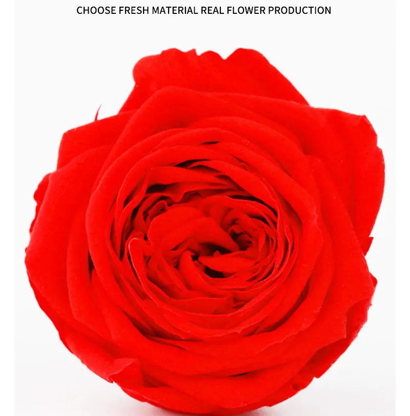 Preserved Flower DIY material A Grade Austin Rose Head 2-3cm 21pcs