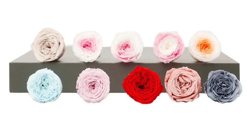 Preserved Flower DIY material A Grade Austin Rose Head 2-3cm 21pcs
