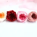 Preserved Flower A Grade Austin Rose Head 4-5cm 8pcs DIY material - Image 5
