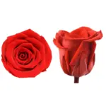 Preserved Flower DIY material A Grade Rose Head 4-5cm 8pcs