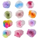 Preserved Flower Grade A Rainbow Color Gradient Rose Head 4-5cm 8 pcs - Image 3