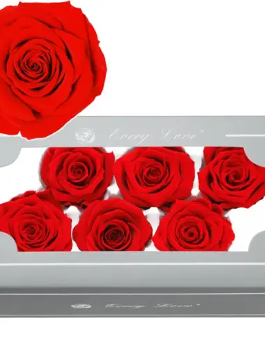 Preserved Flower A Grade Rose Head 5-6cm 6pcs