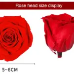 Preserved Flower A Grade Rose Head 5-6cm 6pcs