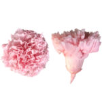 Preserved flower carnation flower head DIY material 4-5cm 8 pcs - Image 4